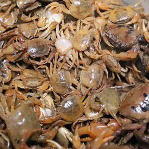 Cua đồng