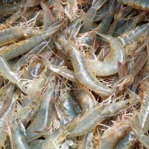 Tôm đồng bé
