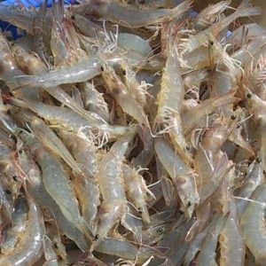 Tôm lớp 70-80 con/kg