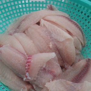 Cá rô phi lọc to