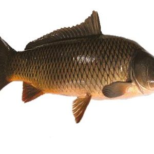 Cá chép >1kg