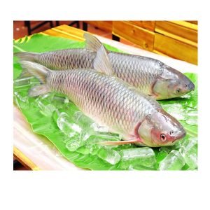 Cá trắm bỏ đầu