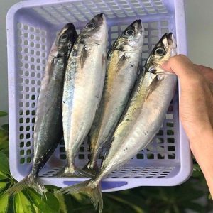 Cá nục 3-5 con/kg