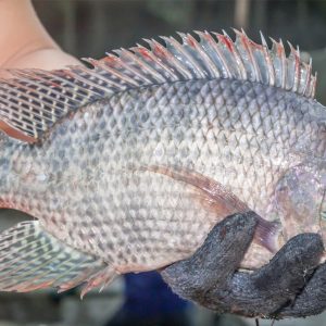 Rô phi lọc tỉa xương ( lọc từ con 1kg>)