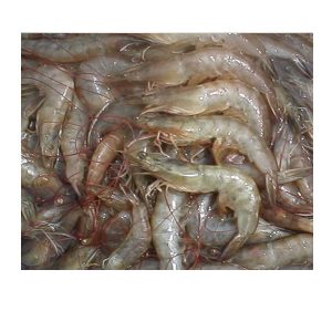 Tôm lớp 40-45 con/kg