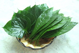Lá lốt