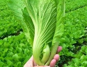 Rau cải bẹ